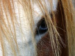 pretty Horse Eye