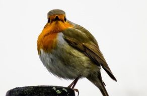 orange robin in the garden