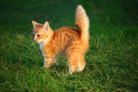 red baby cat with fluffy tail