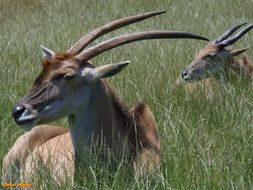 two antelopes with long hornsÐ°, eland