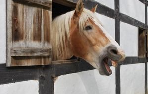 Horse in the stall