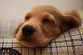 brown puppy sleeps on a plaid pillow