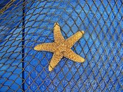 golden starfish closeup