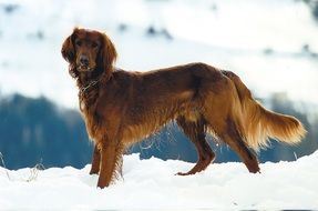 red setter on the snow field