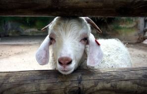 goat behind a wooden fence close-up