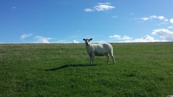 white sheep in a pasture, germany, North Friesland