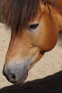 muzzle Domestic Horse
