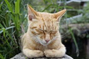 cute sleepy red cat