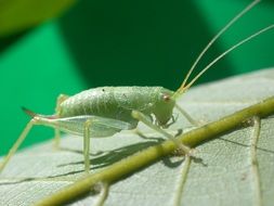 small green Grasshopper on leaf, Macro