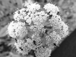 ant on white flower