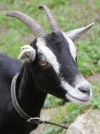 Black and white goat