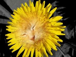 clipart of cat face collage on yellow flower