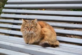 fluffy cat on the bench