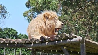 lion lies on a wooden flooring