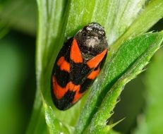 hemiptera on green plant closeup