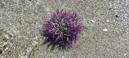 Sea Urchins