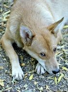 Dog Eyes Portrait