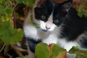 black and white kitten among green leaves