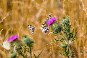 Butterflies on a flowers