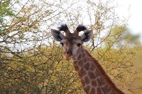 cute giraffe in the wildlife