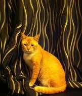 photo of the orange cat