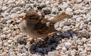 foraging sparrow