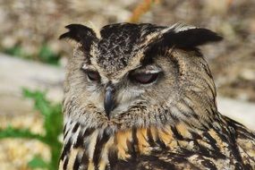 Eurasian eagle owl is a bird of prey