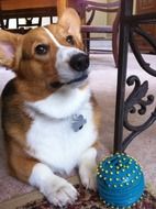 Corgi is a purebred dog