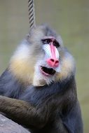 funny mandrill in the zoo