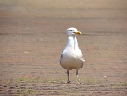 Seagull Bird Animal Bill
