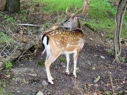 sika deer in the wild