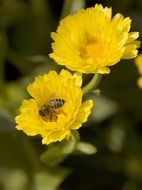 Yellow Marigold Flowers with bee on it