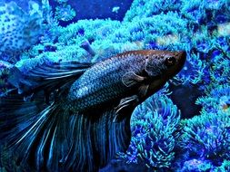 Wonderful colorful fish in the beautiful blue aquarium