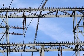 A lot of birds sitting on a power pole