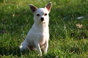 White Chihuahua sitting on a grass