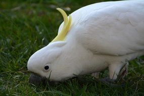 White and yellow Cockatoo bird