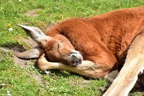 big kangaroo sleeps on green grass, australia