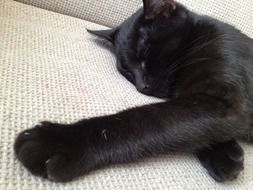 black cat sleeping on the couch