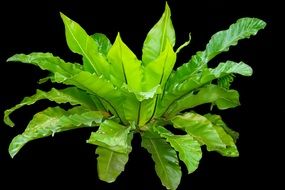 tropical Fern with green leaves on black background