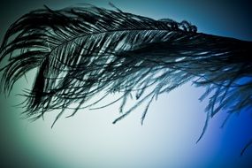 ostrich feather on blue background