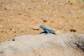 African blue Lizard is on a stone