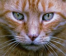 picture of the orange domestic cat head