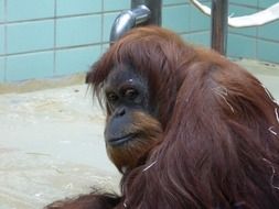 sad orangutang in the zoo