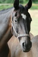 portrait of black horse