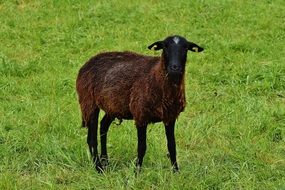 black sheep in the meadow