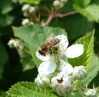 Big bee on a white flower in nature