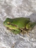 green frog on the snow