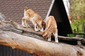 Picture of cute goats on a tree