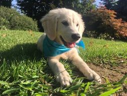 Sweet Golden retriever Puppy outdoors