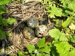 Nest Eggs